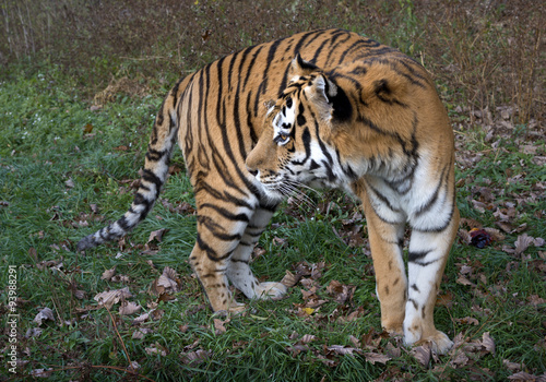 Ussurian   tiger