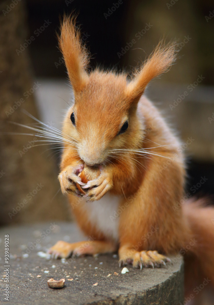 Obraz premium essendes Eichhörnchen