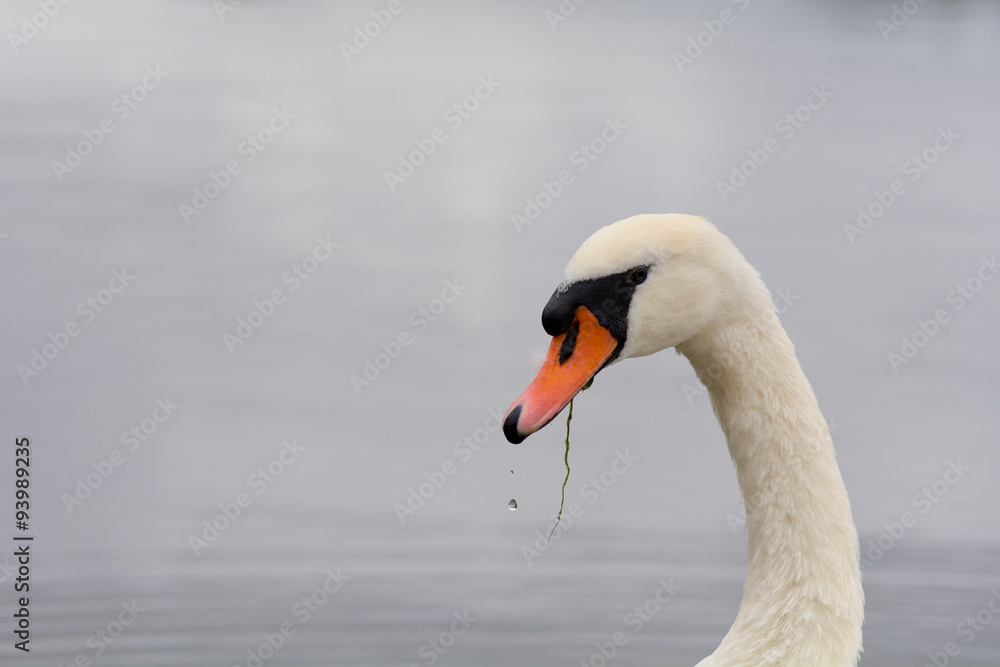 Swan (cygnus) with weed hanging from its beak Swan (cygnus) with weed hanging from its beak