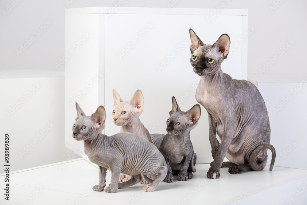Фотография sphinx cat family