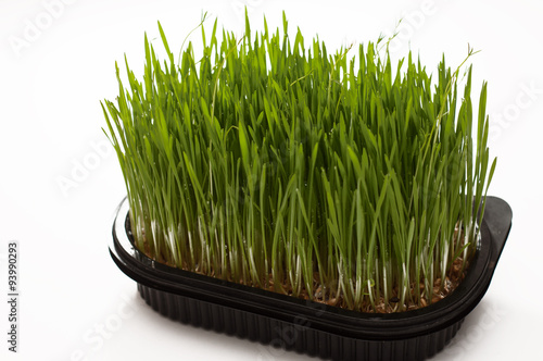 il super alimento wheatgrass su sfondo bianco, foto di michelepautasso