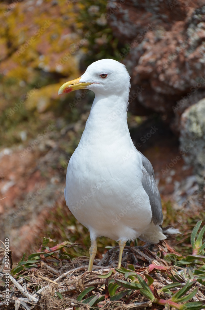 Gaivota