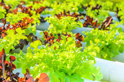 lettuce from hydroponic plantation system