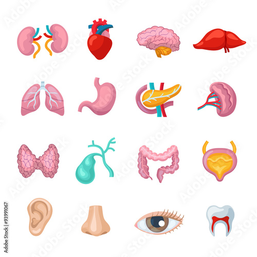 Human Organs Set