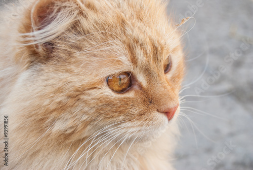 red cat close-up portrait