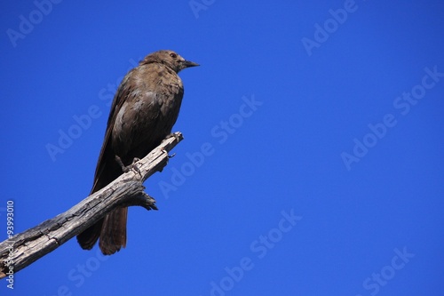 un corbeau dans le Grand Canyon