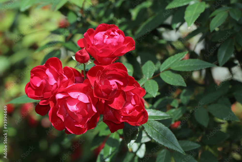 Red rose Red rose