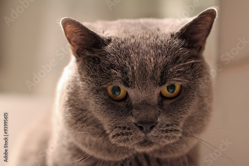 closeup of british shorthair cat