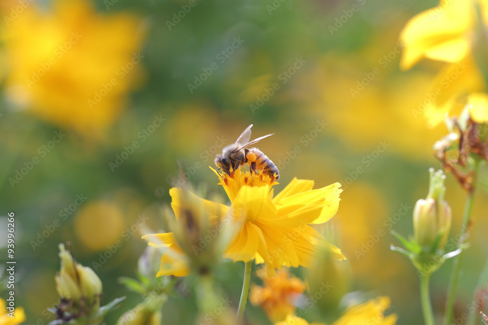 Bee and flower Bee and flower