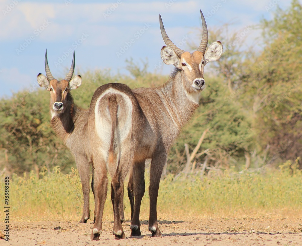 Waterbuck Bulls - African Wildlife Background - Brothers in the Wild