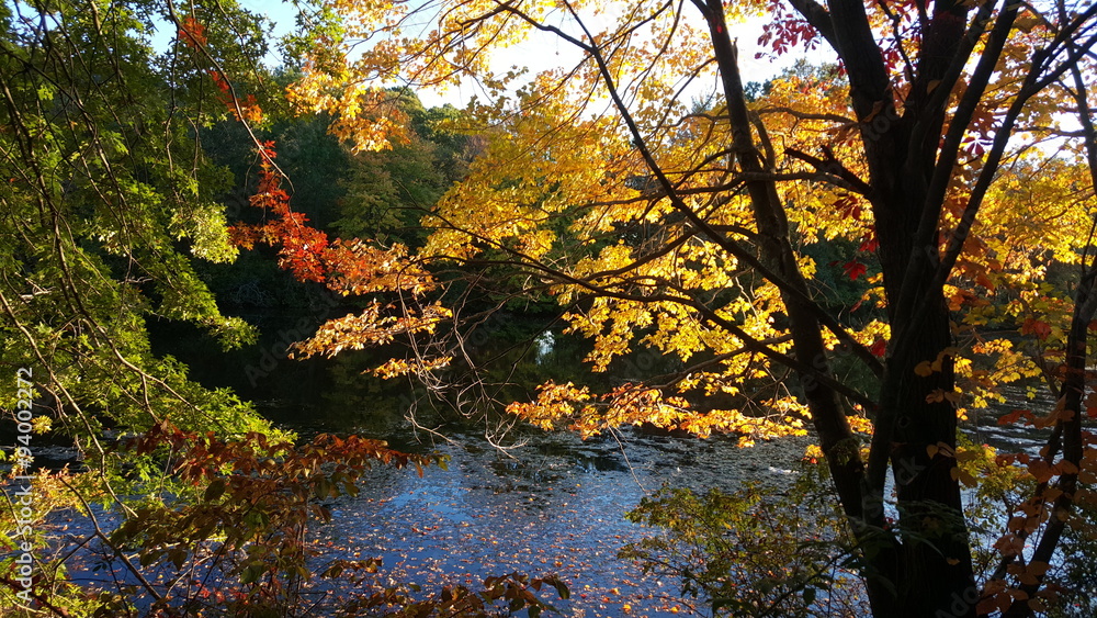 Autumn trees over river with fall colored leaves.