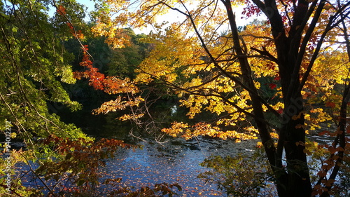 Autumn trees over river with fall colored leaves.