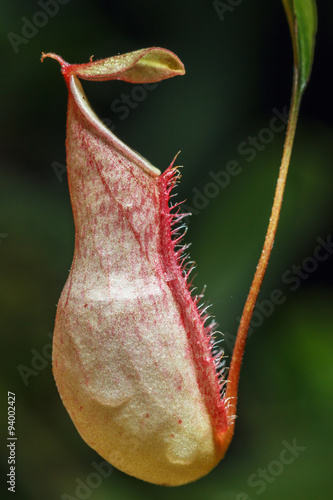 Fototapeta Naklejka Na Ścianę i Meble -  Insectivorous plants Nepenthes Ampullaria  close up