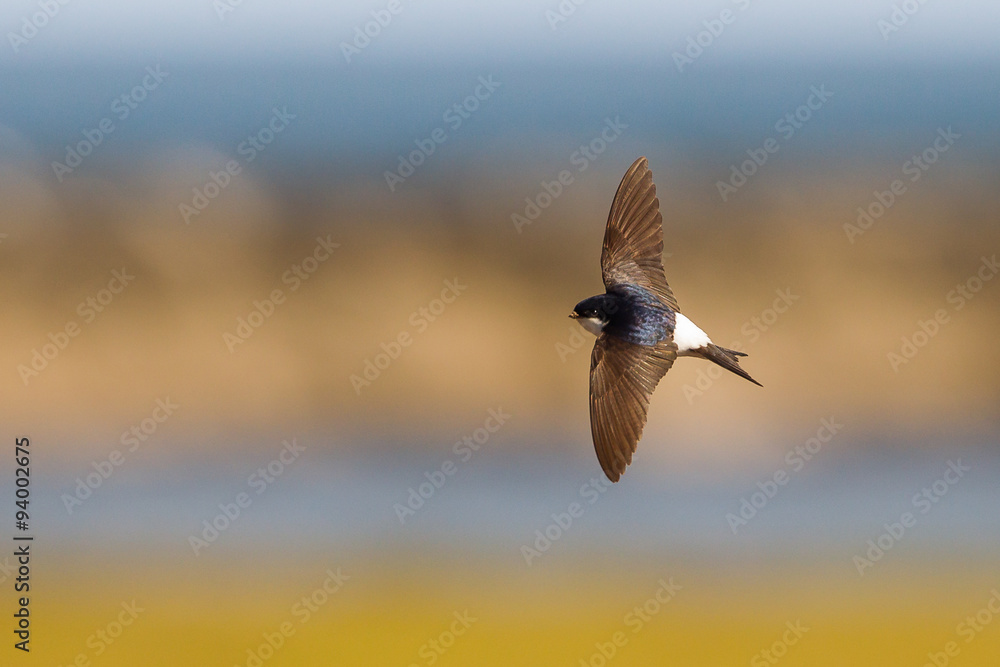 Foto House Martin flying