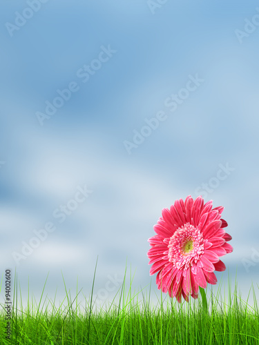 Conceptual pink flower in green grass