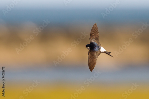 House Martin flying