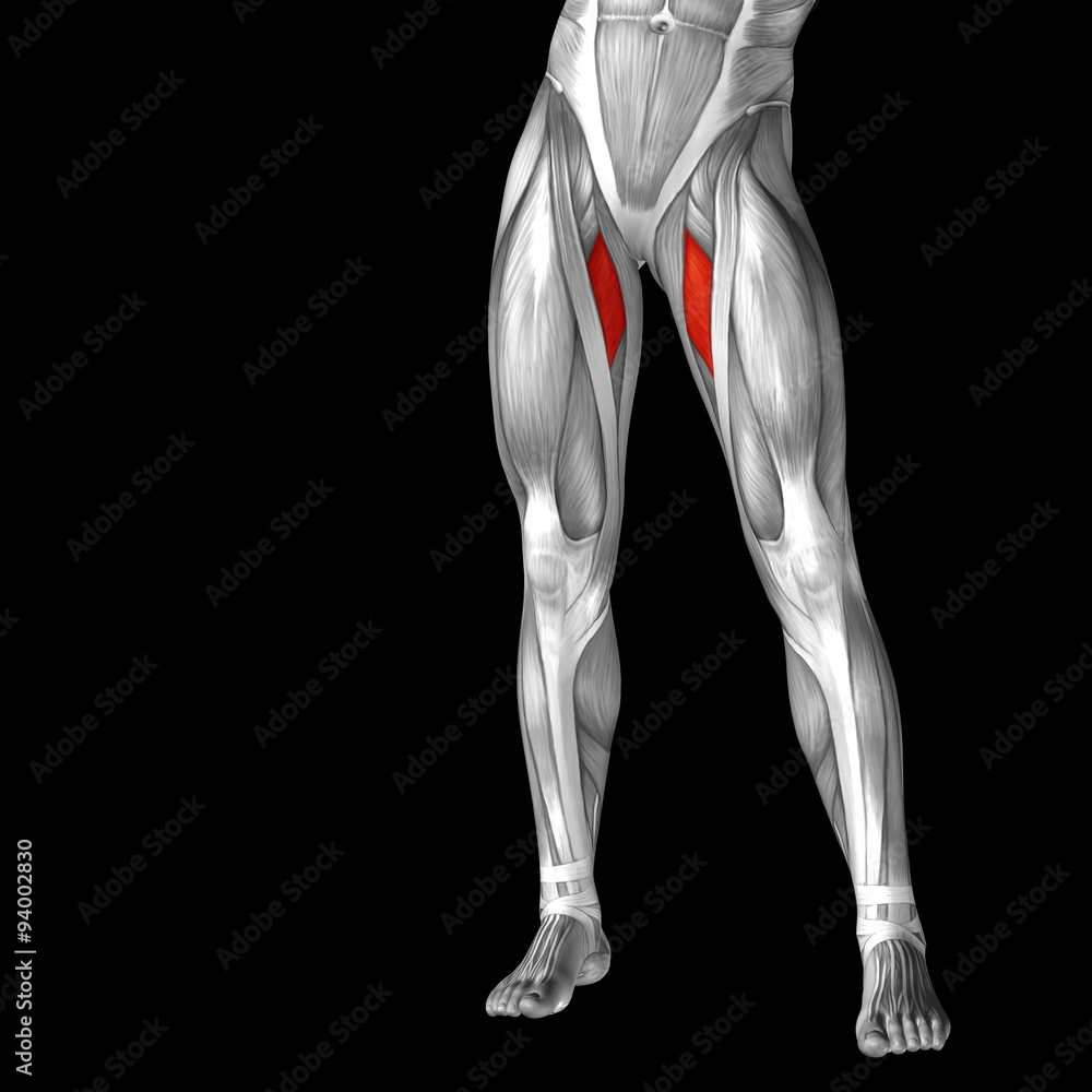 Conceptual 3D human front upper leg muscle anatomy Conceptual 3D human front upper leg muscle anatomy