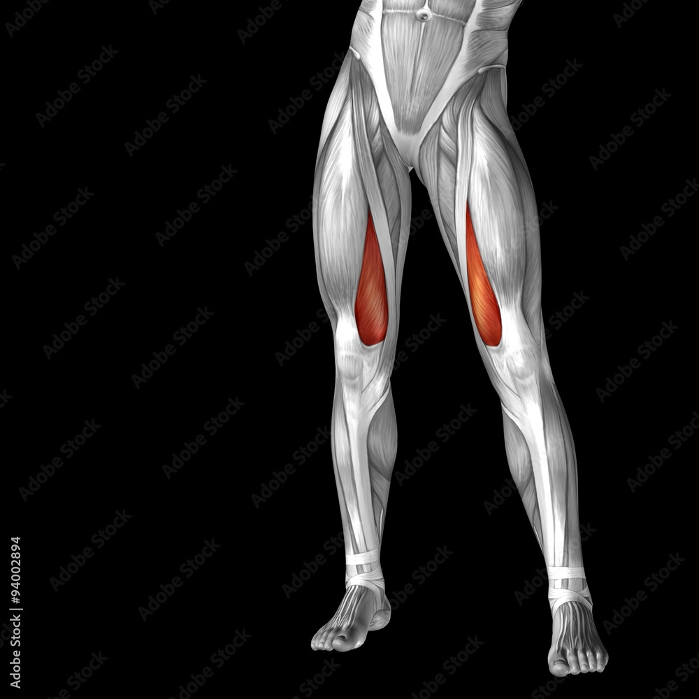 Conceptual 3D human front upper leg muscle anatomy Conceptual 3D human front upper leg muscle anatomy