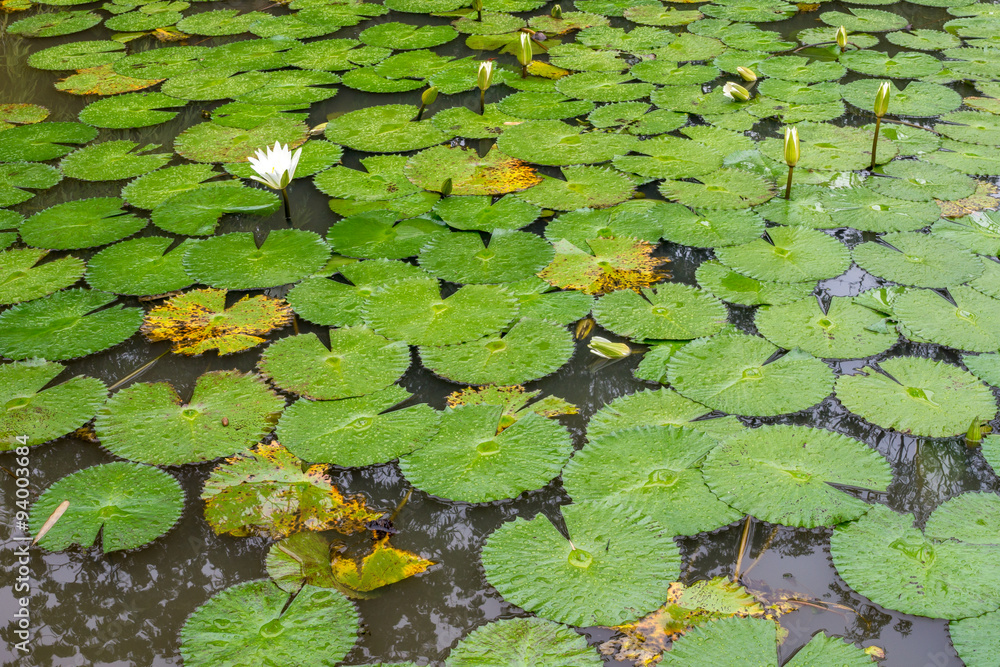 White Lotus waterlily White Lotus waterlily