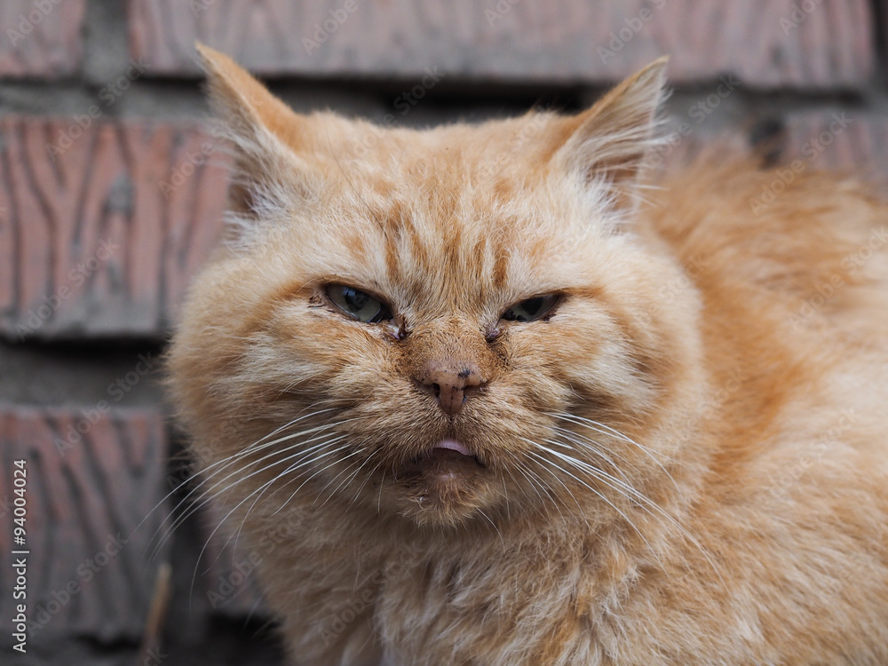 Портрет грязного, больного, рыжего уличного кота. Кот бездомный. Он грязный  и нуждается в помощи ветеринара. Фото о проблеме бродячих животных и  необходимости вакцинации. Кот сильно болен фотография Stock | Adobe Stock