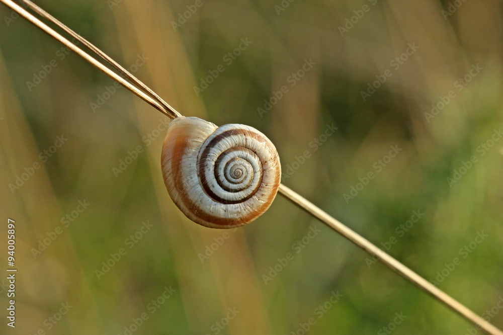 Westliche Heideschnecke (Helicella itala) an Grashalm Westliche Heideschnecke (Helicella itala) an Grashalm