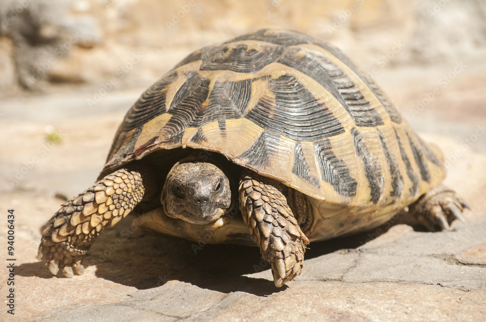 Fototapeta premium Hermann's tortoise walking on stone surface closeup