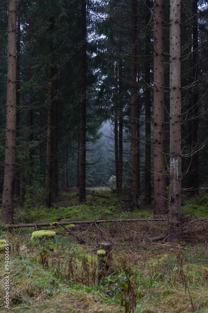 Fototapeta premium Morning mood in the forest II