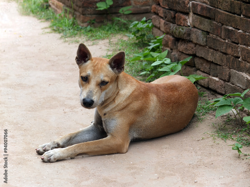 Thai dog sitting alone near brick wall in the temple Thai dog sitting alone near brick wall in the temple