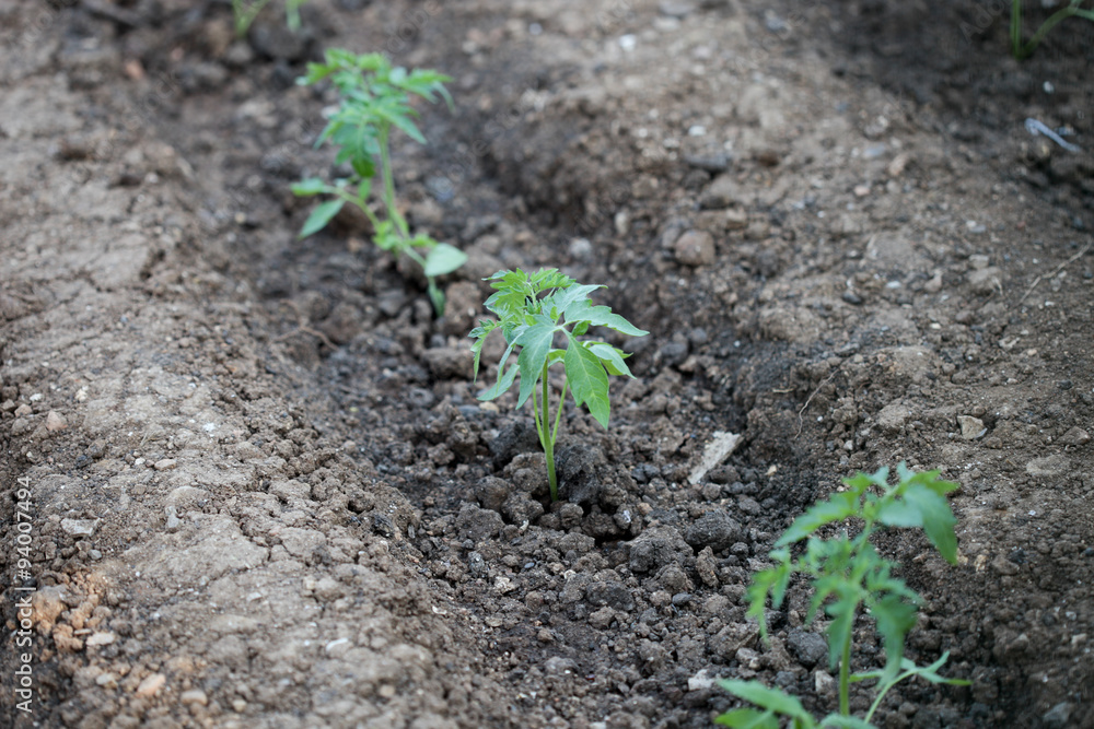 seedlings