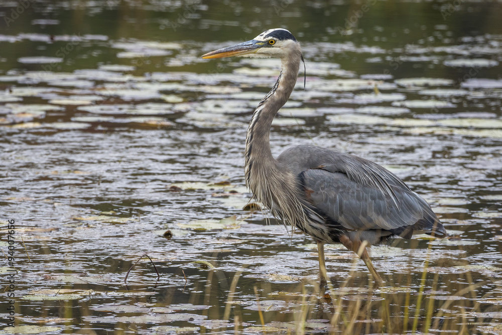 Great Blue Heron Stalking its Prey in a Marsh Great Blue Heron Stalking its Prey in a Marsh