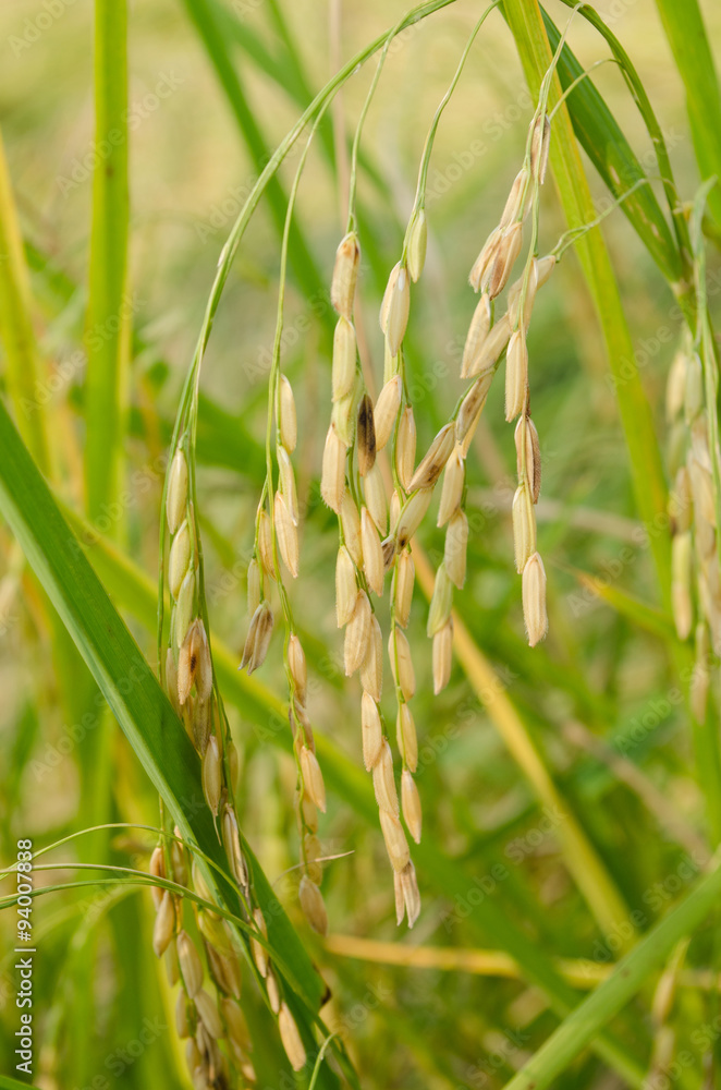 Asian rice grow Paddy fields in thailand and blue sky is backgro Asian rice grow Paddy fields in thailand and blue sky is backgro