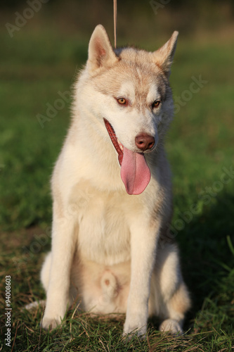 Portrait of dog breed Malamute. male. on a leash