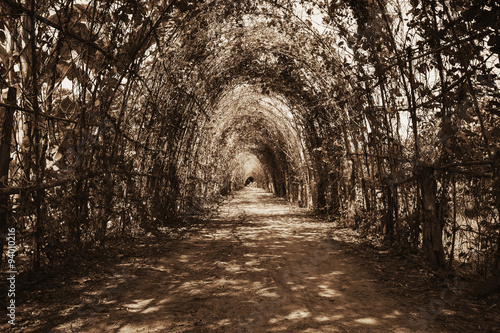 tree tunnel