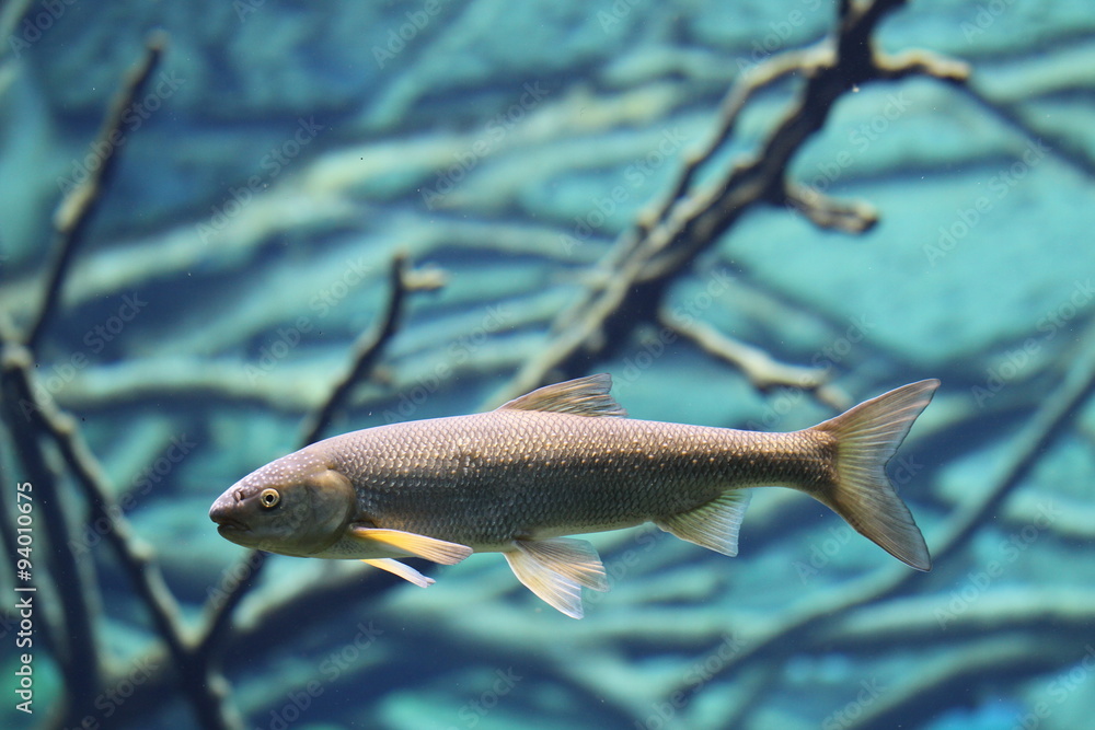 Obraz premium Die Nase (Chondrostoma nasus) Fischart