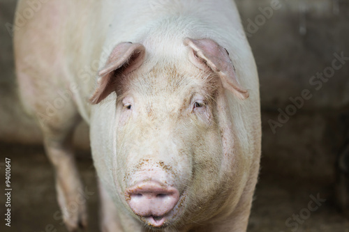 big pig in farm © tarttong