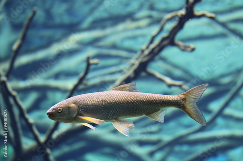 Die Nase (Chondrostoma nasus) Fischart