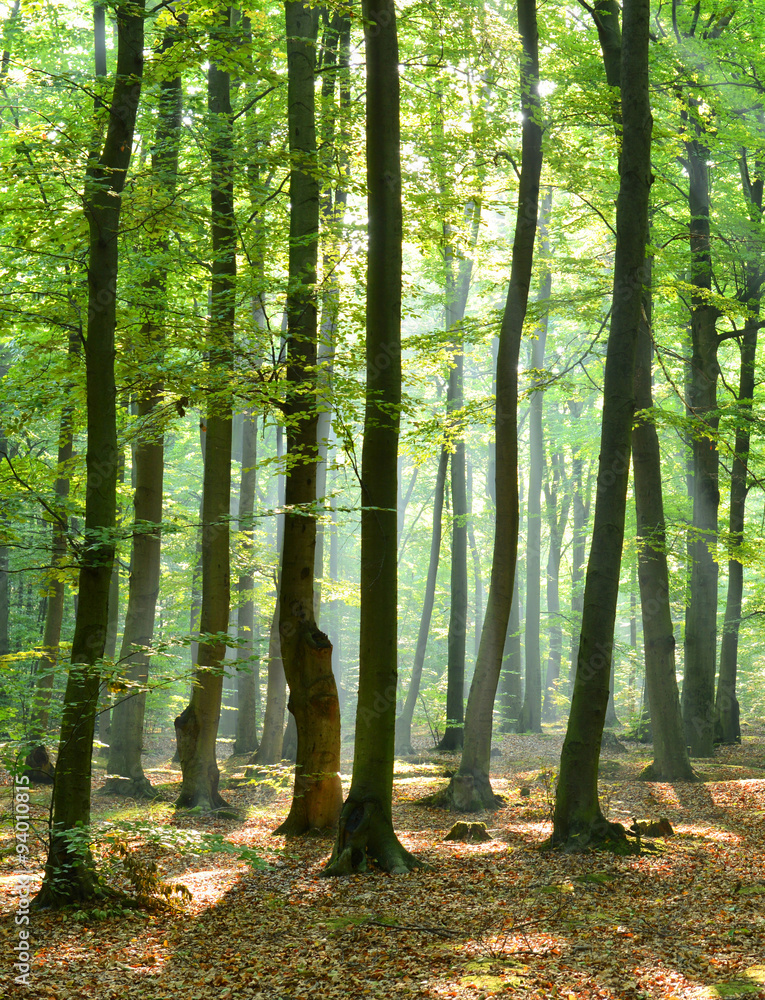 Fototapeta premium Morning in the forest