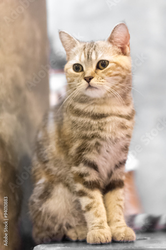Curious cat © bonnontawat