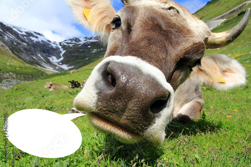 Milchkuh im Gebirge mit Sprechblase © Astrid Gast