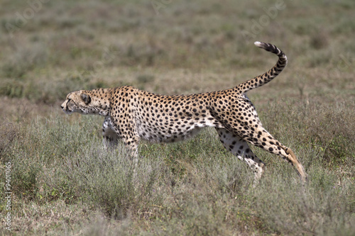 Portrait of wild cheetah stretching