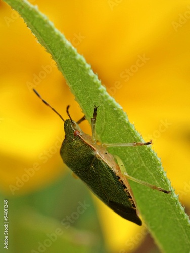 Portrait einer Grünen Stinkwanze (Palomena prasina) 