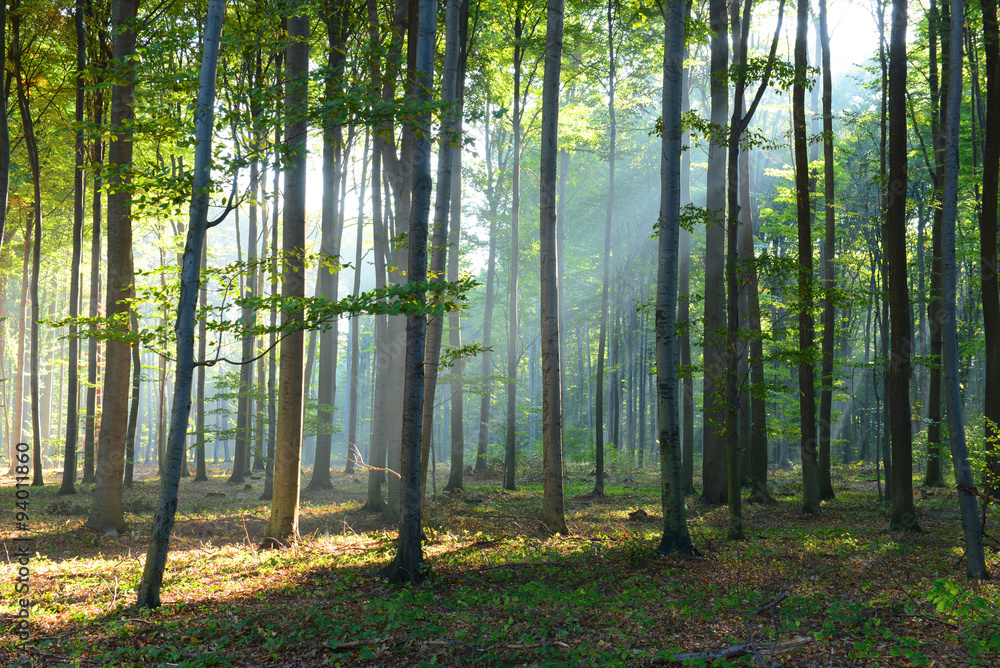 Fototapeta premium Morning in the forest