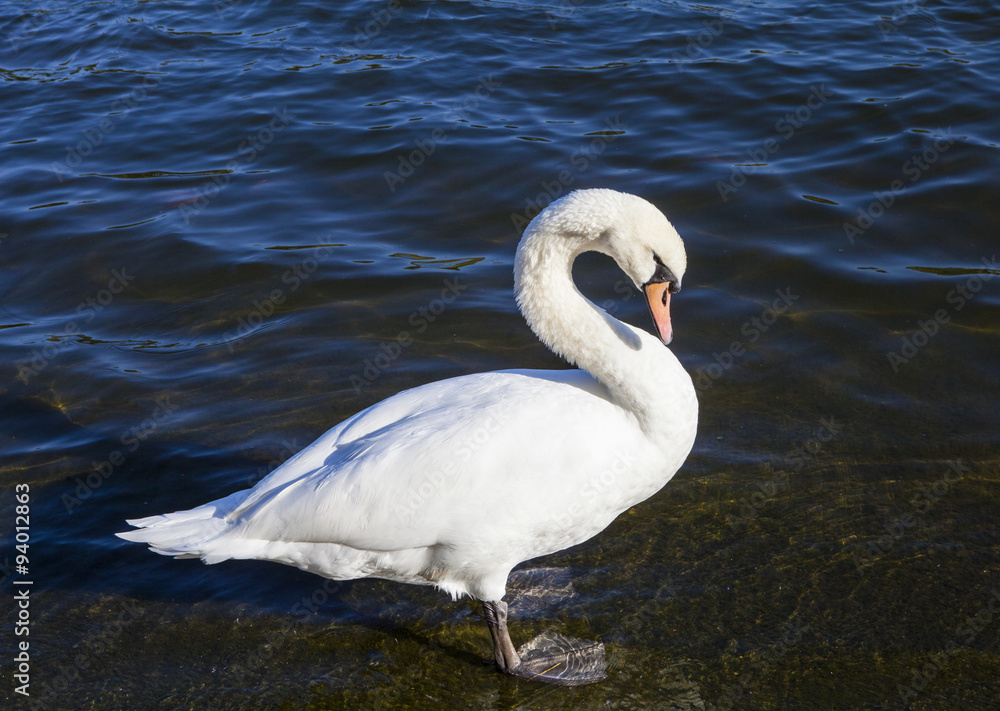 Swan in the Serpentine in Hyde Park