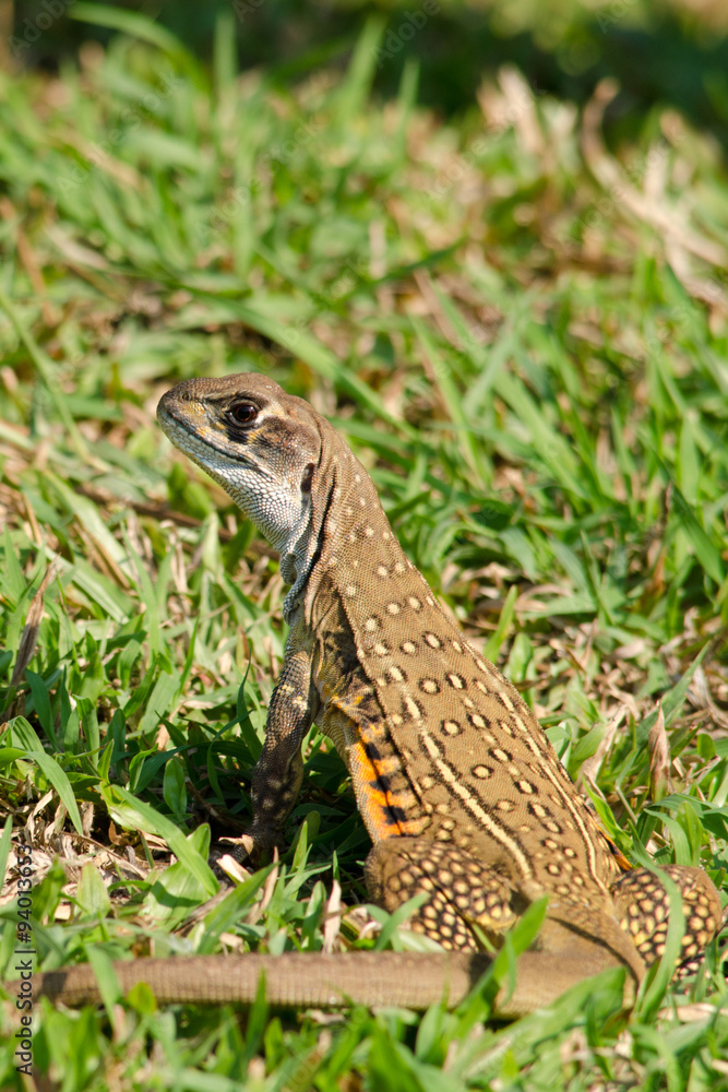 Fototapeta premium Leiolepis is waiting prey in the garden
