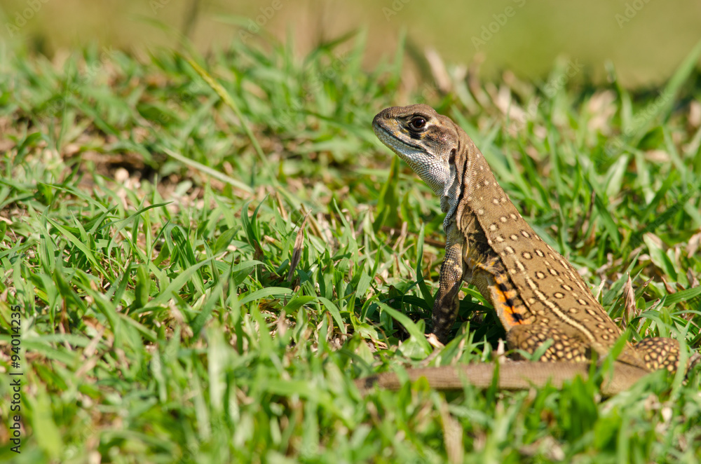 Leiolepis is waiting prey in the garden Leiolepis is waiting prey in the garden