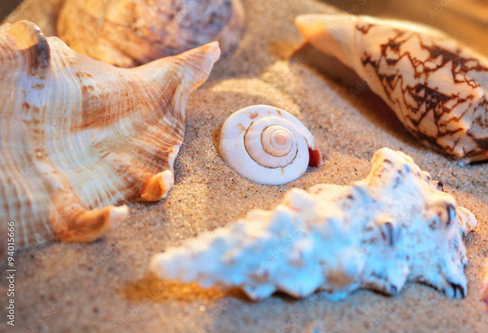 Seashells still life