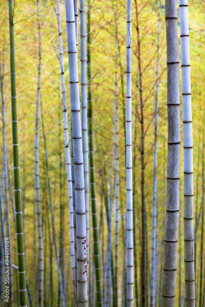 Bamboo Forest Trees Bamboo Forest Trees