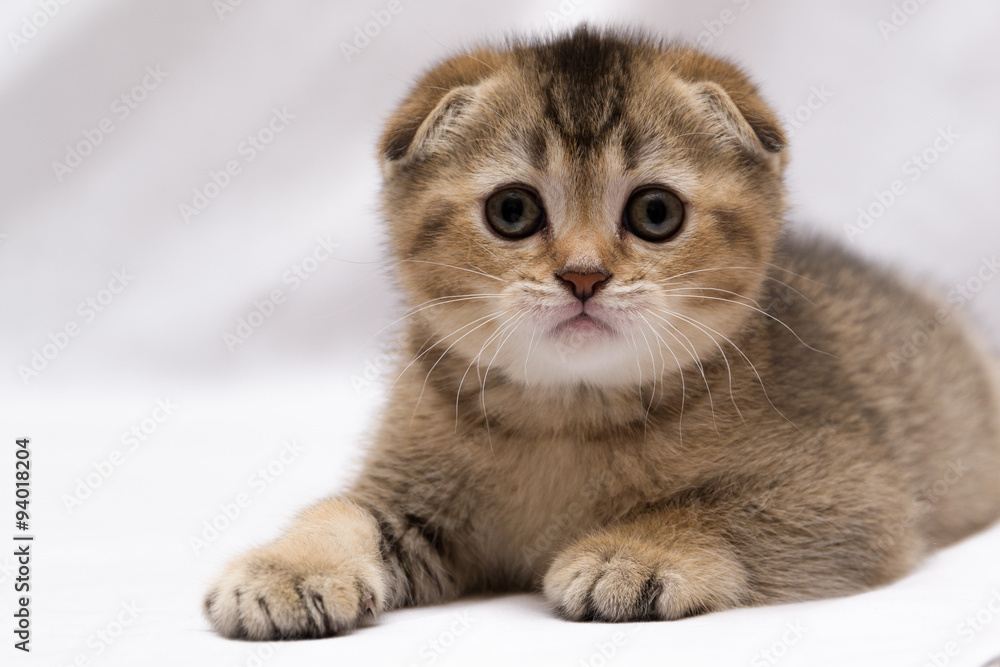 Scottish-fold kitten