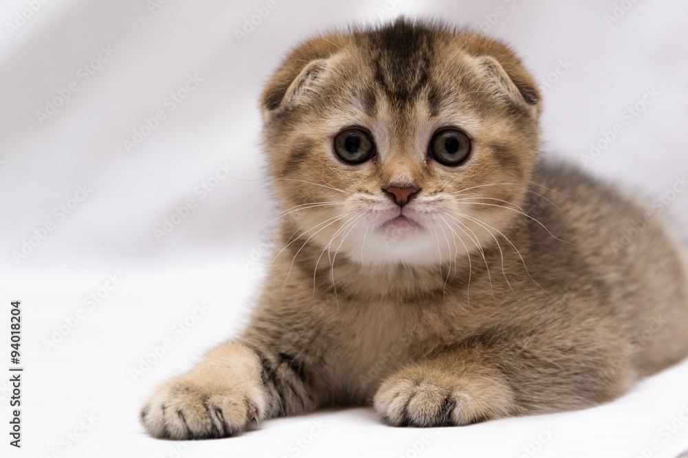 Obraz premium Scottish-fold kitten