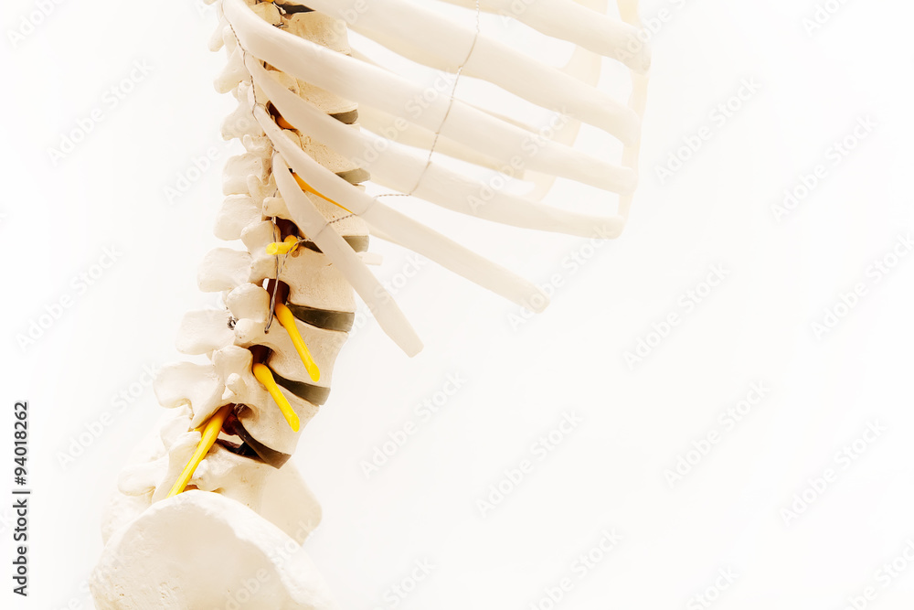 Naklejka premium Lumbar model